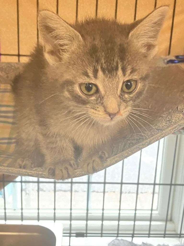 A baby small-sized male Domestic Short Hair cat named Patrick for adoption in Lunenburg, MA