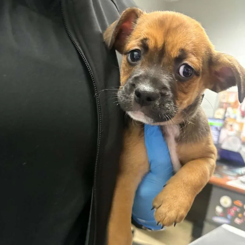 A baby small-sized male White / Cream Mixed Breed dog named Nick for adoption in Grand Rapids, MI