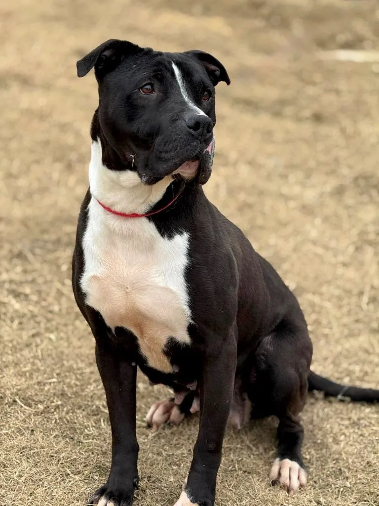 Sweet Shadow  Local thumbnail 5