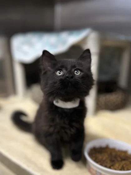 A baby small-sized male Domestic Short Hair cat named Juniper for adoption in Munster, IN