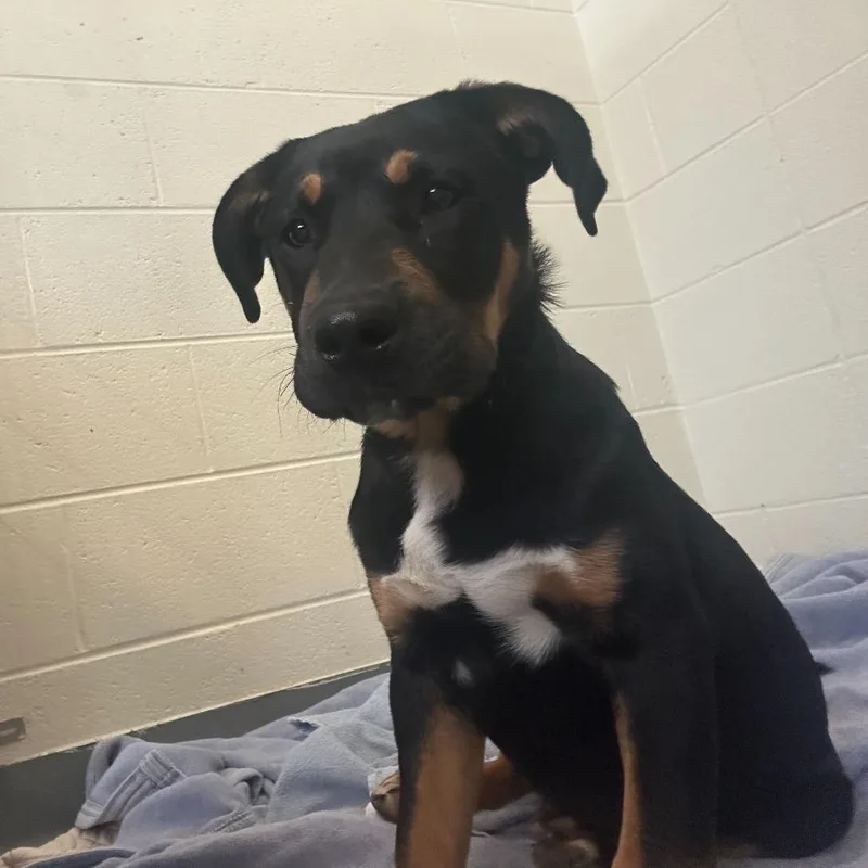 Sir Galahad thumbnail 2