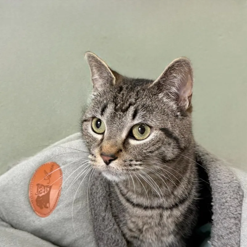An adult medium-sized male Domestic Short Hair cat named Sanders for adoption in State College, PA