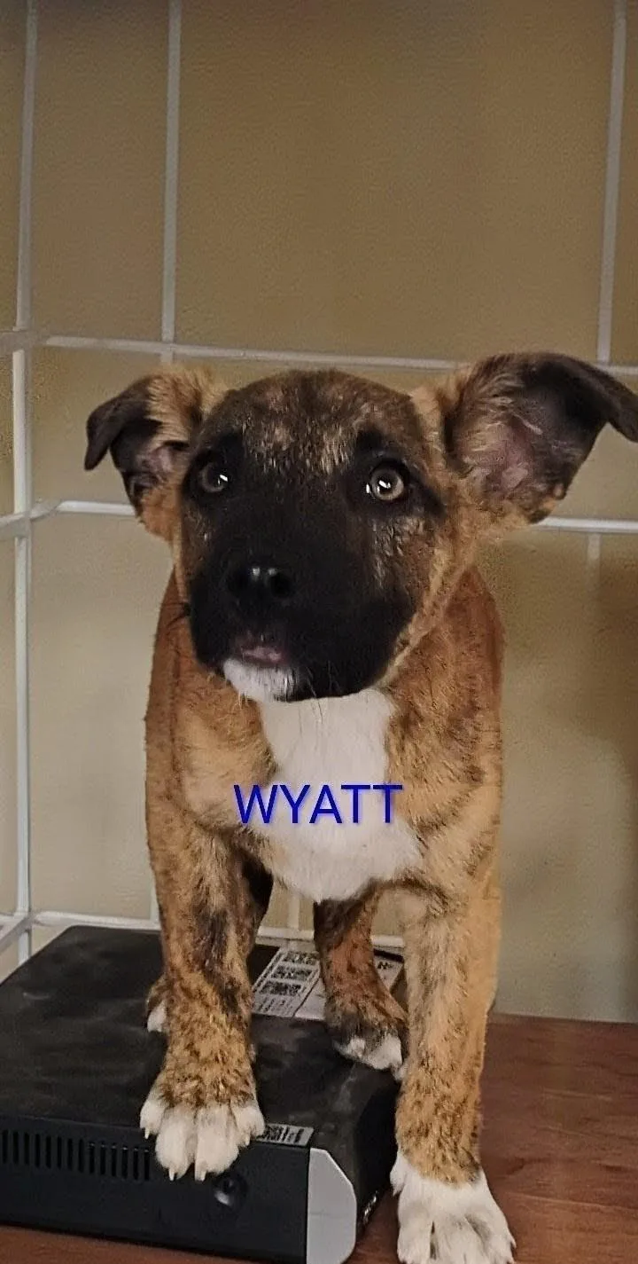 A baby medium-sized male Tricolor (Brown, Black, & White) Catahoula Leopard Dog dog named Wyatt for adoption in Saint Jo, TX