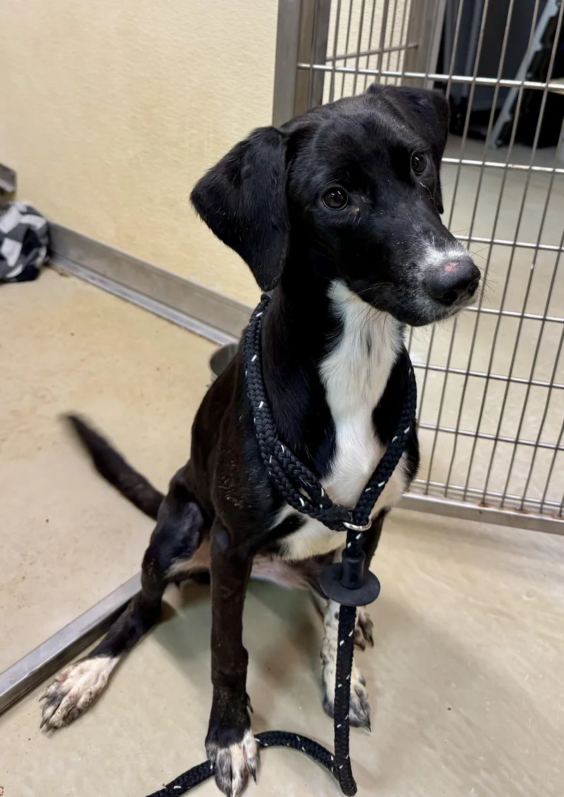 A young medium-sized female Black Mountain Cur dog named Betty for adoption in Sparta, NC