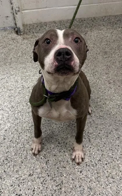 An adult large-sized female Gray / Blue / Silver Pit Bull Terrier dog named Mulan for adoption in Kansas City, MO