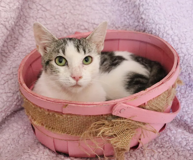 A baby medium-sized female Tabby (Brown / Chocolate) Turkish Van cat named Hannah for adoption in Saint Augustine, FL
