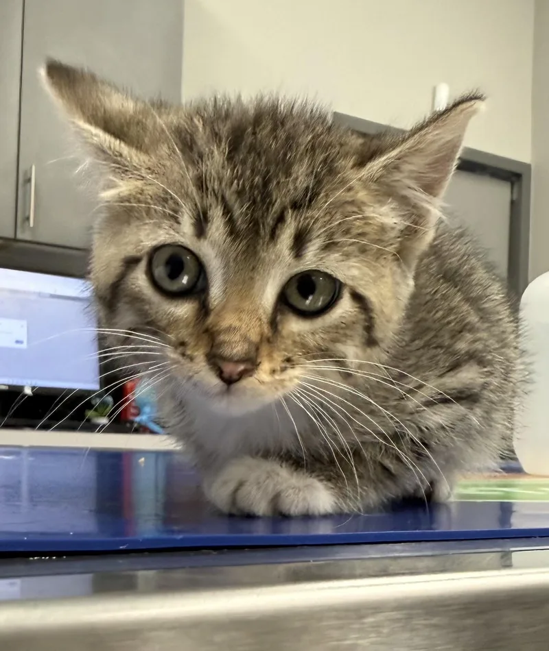 A baby small-sized female Domestic Short Hair cat named Sara for adoption in Pinson, AL