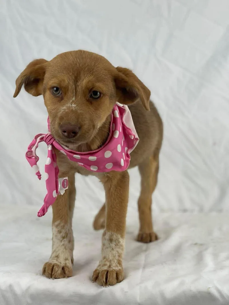 Tasha The Shepherd Mix