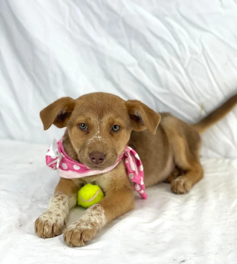 Tasha The Shepherd Mix thumbnail 2