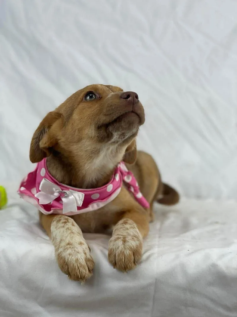 Tasha The Shepherd Mix thumbnail 3