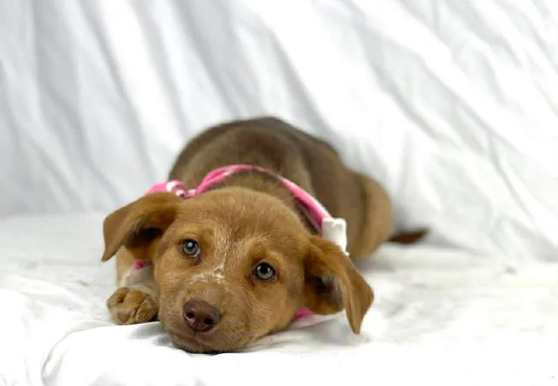 Tasha The Shepherd Mix thumbnail 4