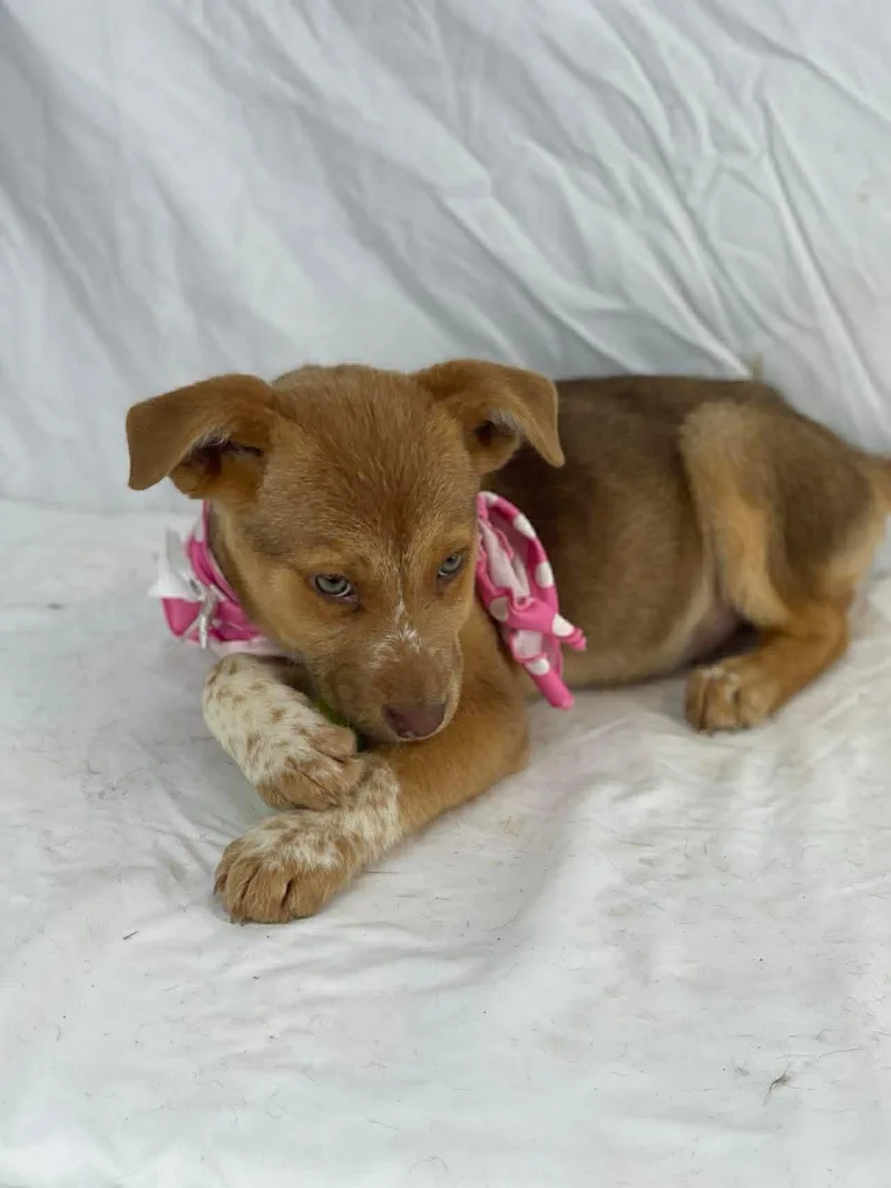 Tasha The Shepherd Mix thumbnail 5