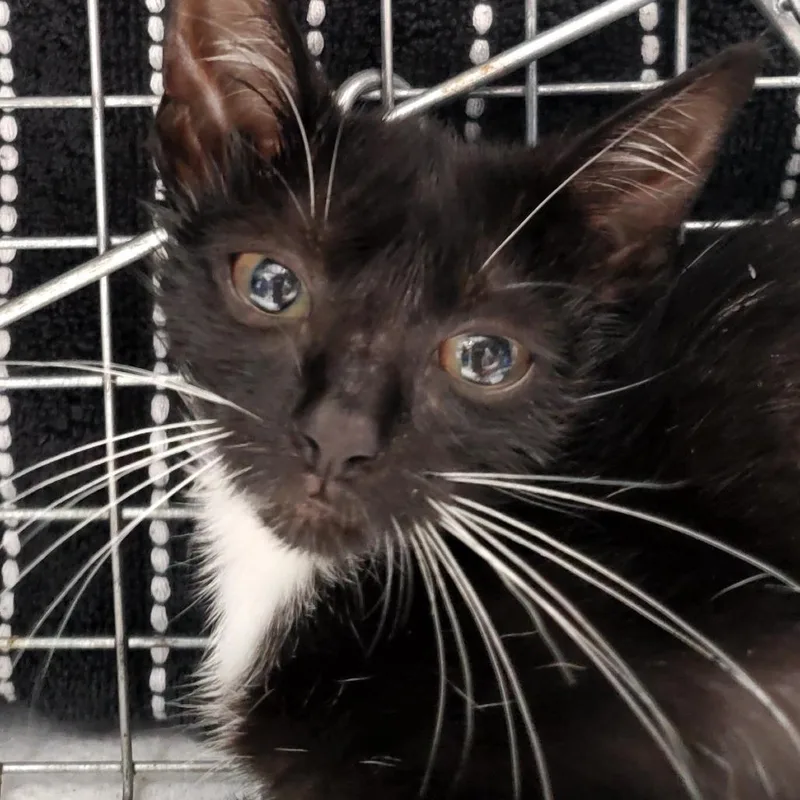 A baby small-sized female Black Domestic Short Hair cat named Mackenzie for adoption in Jacksonville, FL