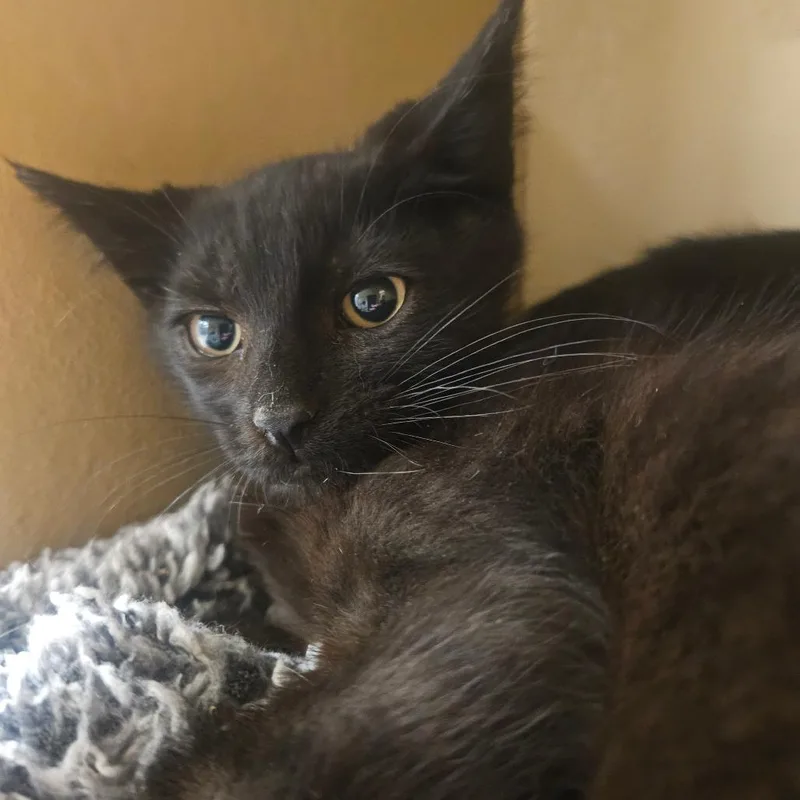 A baby small-sized male Black Domestic Short Hair cat named Popcorn for adoption in Grantsville, UT