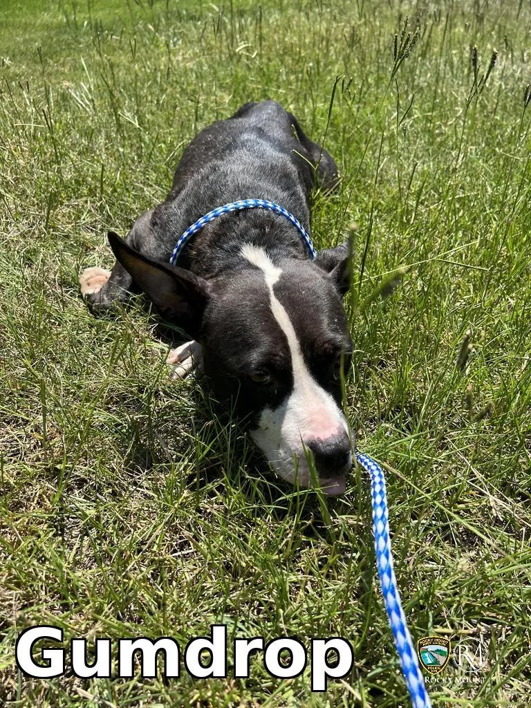 An adult medium-sized female Pit Bull Terrier dog named Gumdrop for adoption in Rocky Mount, NC