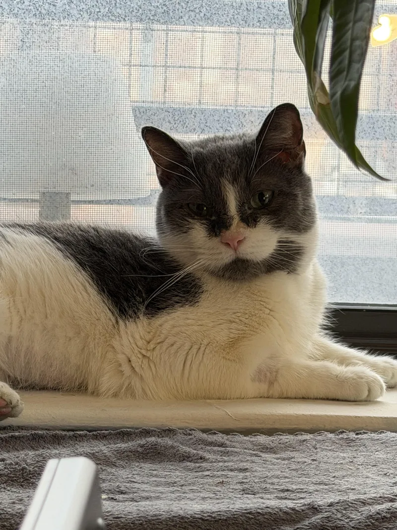 Chiquita Bonita thumbnail 2