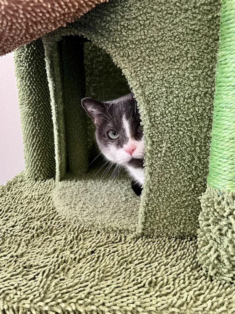 A young medium-sized female Gray & White Domestic Short Hair cat named Chiquita Bonita for adoption in New York, NY