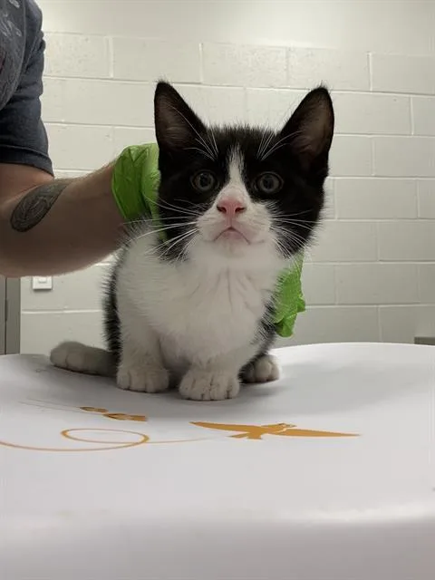 A baby small-sized male Domestic Short Hair cat named J for adoption in Indianapolis, IN