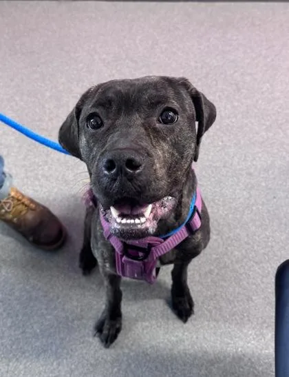 An adult medium-sized female Mixed Breed dog named Glitter for adoption in West Chester, PA