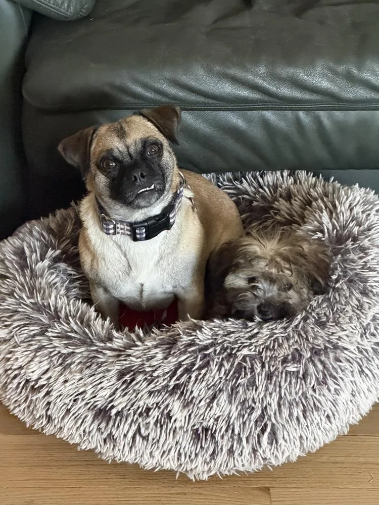 Oliver thumbnail 6