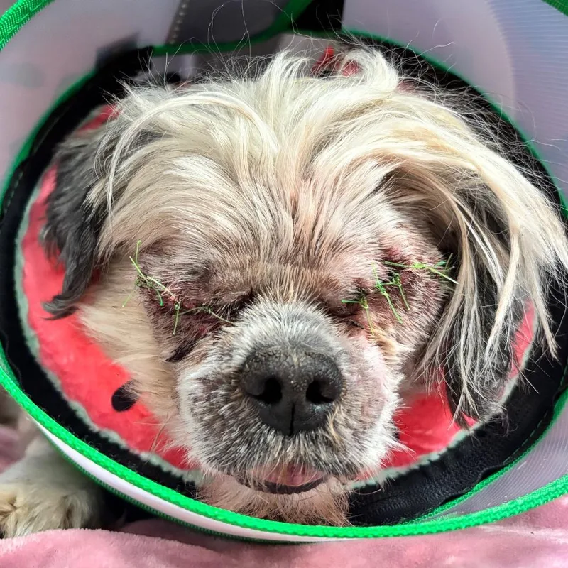 A senior small-sized male White / Cream Shih Tzu dog named Kilian for adoption in Northbrook, IL