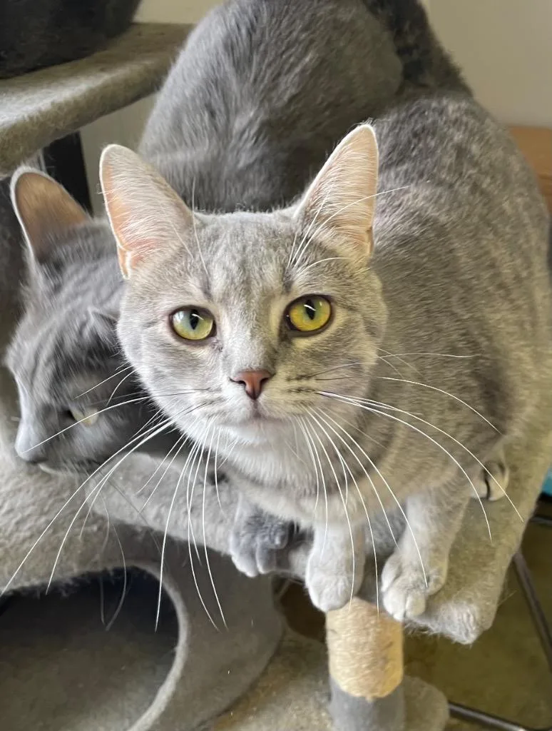 Starburst thumbnail 2