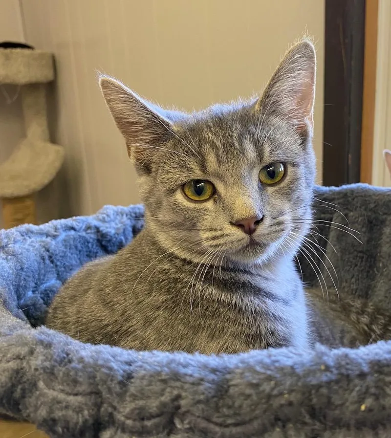 Starburst thumbnail 3