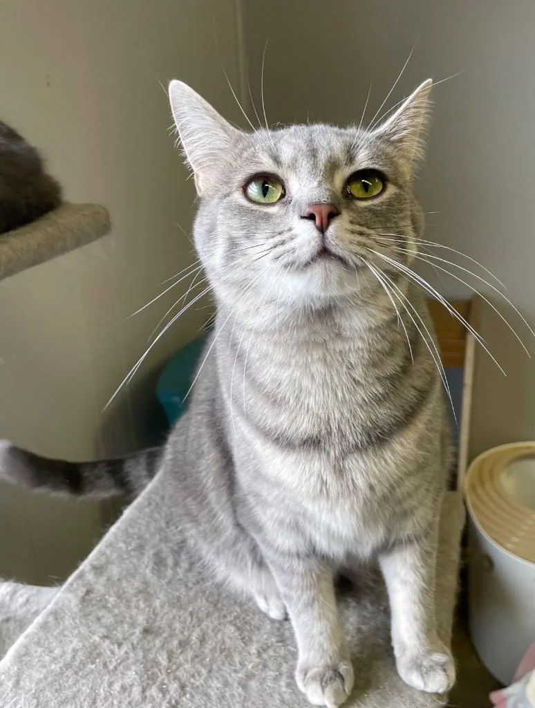 Starburst thumbnail 4