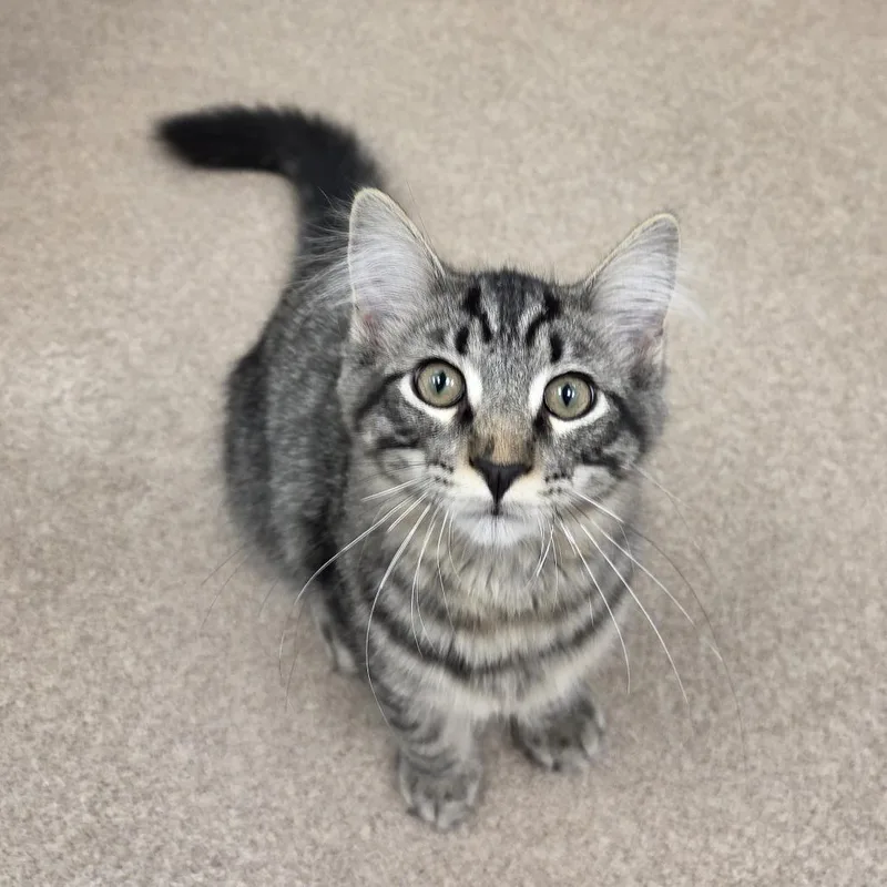 A baby medium-sized male Domestic Medium Hair cat named Broccoli for adoption in Oshkosh, WI