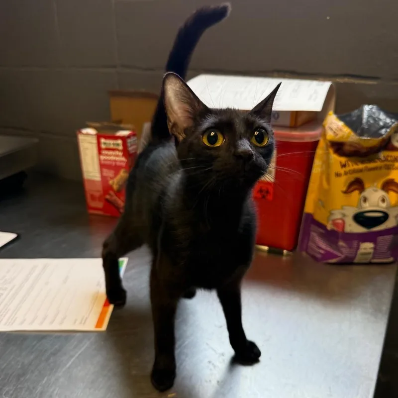 An adult medium-sized female Black Domestic Short Hair cat named Annalise for adoption in Tuscaloosa, AL