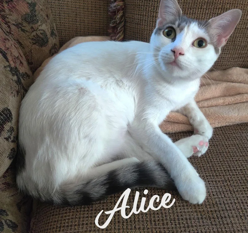 An adult medium-sized female Turkish Van cat named Alice Misscongeniality for adoption in Houston, TX