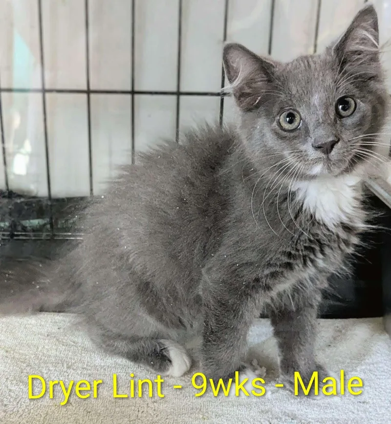 A baby small-sized male Domestic Medium Hair cat named Dryer Lint for adoption in Seven Valleys, PA