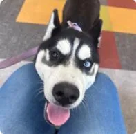An adult medium-sized male Mixed Breed dog named Chestnut for adoption in West Chester, PA