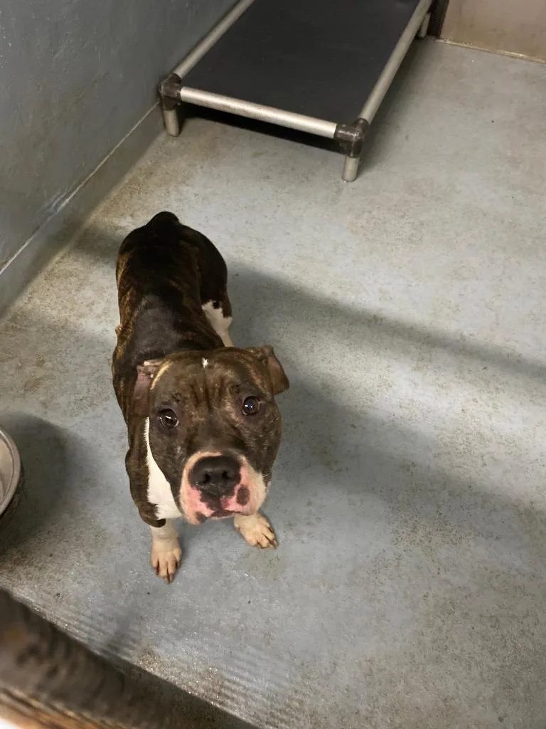 A young medium-sized female Mixed Breed dog named Lady Marmalade for adoption in Cartersville , GA