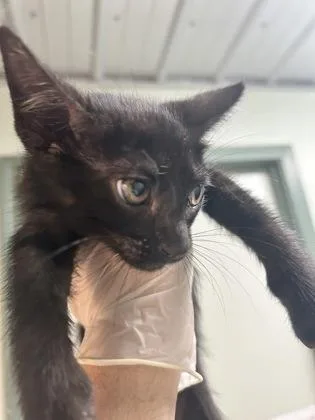 A baby medium-sized female Domestic Short Hair cat named Duchess Bessie for adoption in Picayune, MS