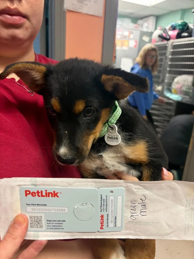 Dorsey Green Pup