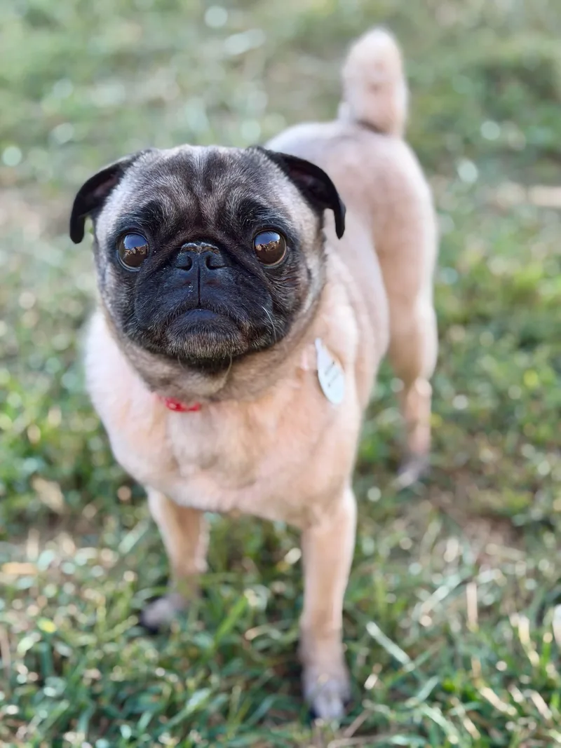 An adult medium-sized female Pug dog named Peaches for adoption in Knoxville, TN