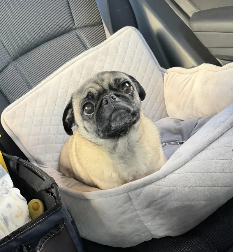 Peaches thumbnail 2