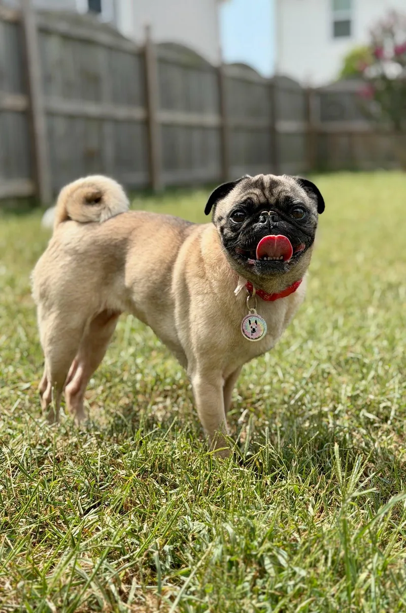Peaches thumbnail 3