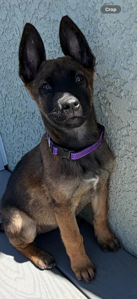 A baby large-sized female Tricolor (Brown, Black, & White) Belgian Shepherd / Malinois dog named Kai for adoption in Pleasant Hill, CA