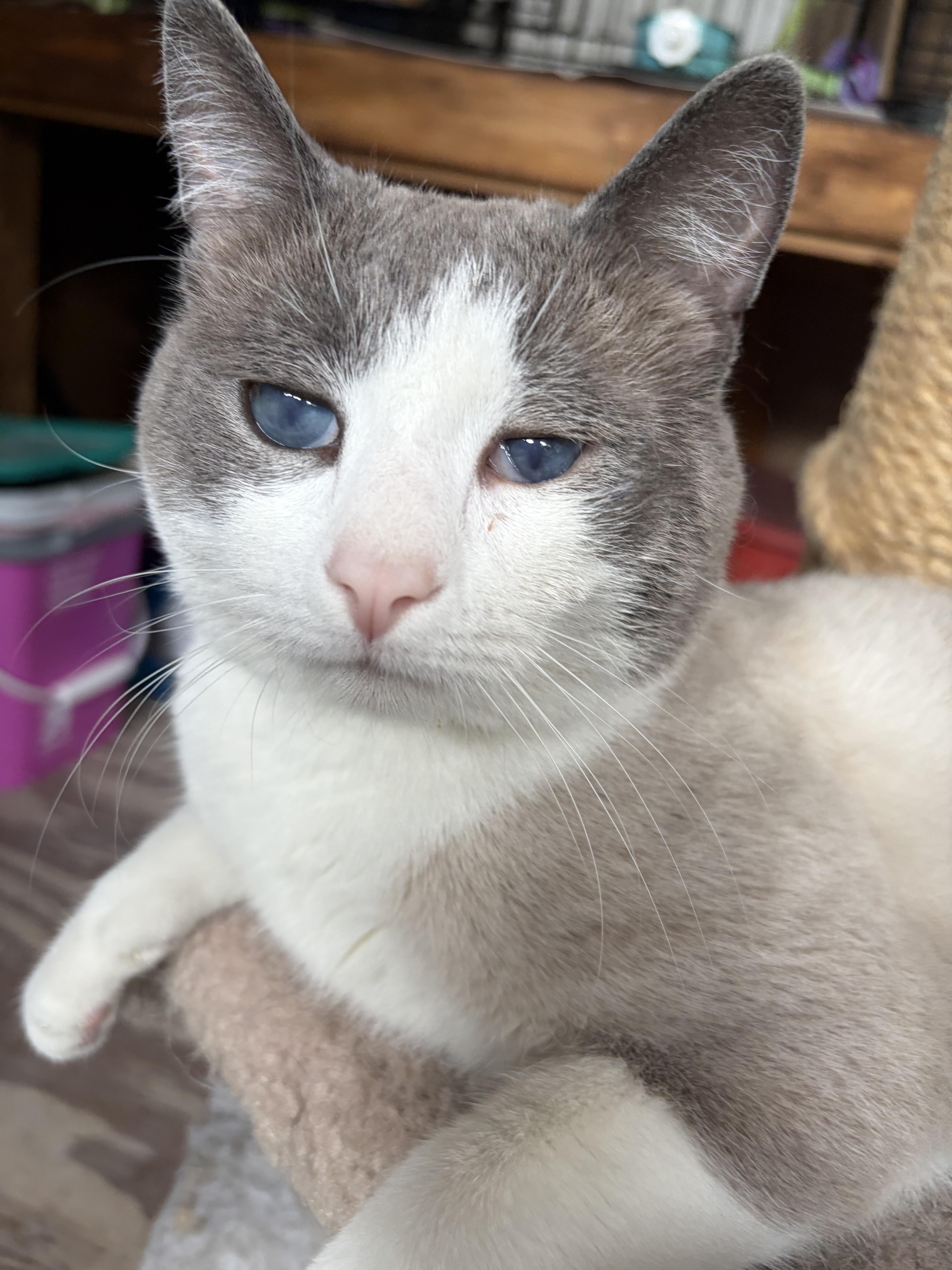 A young medium-sized male Gray & White Siamese cat named Leonard for adoption in Mechanicsburg, PA