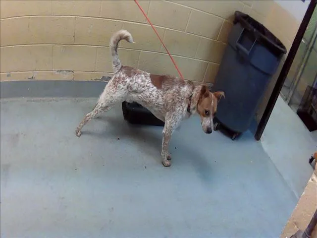A young large-sized male Australian Cattle Dog / Blue Heeler dog named Bone for adoption in Tulsa, OK