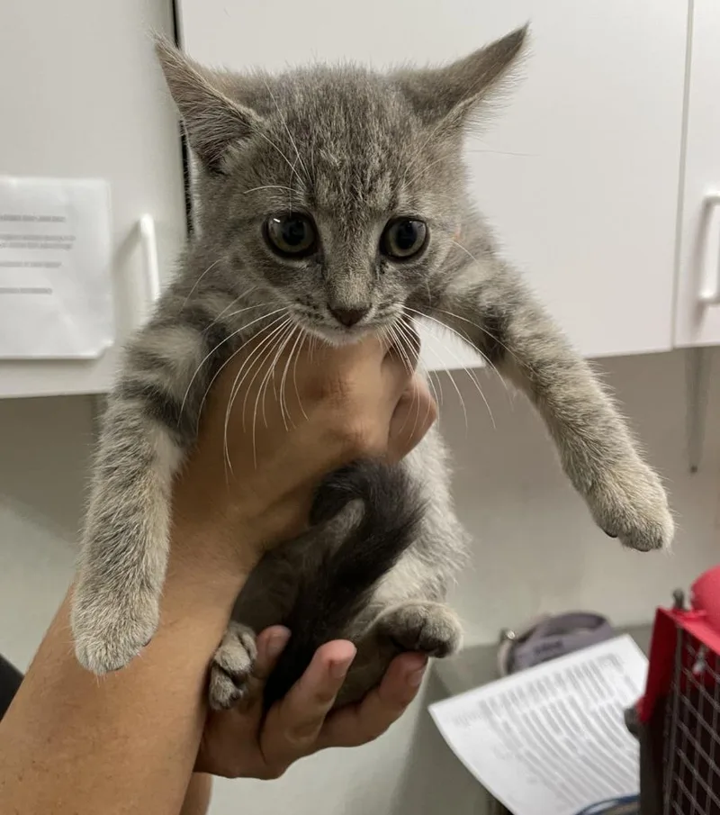 A baby small-sized female Domestic Short Hair cat named Storm for adoption in Chico, CA