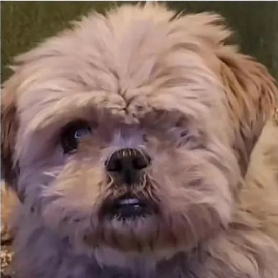 A senior small-sized female Yellow / Tan / Blond / Fawn Shih Tzu dog named Lulu for adoption in Apple Valley, CA