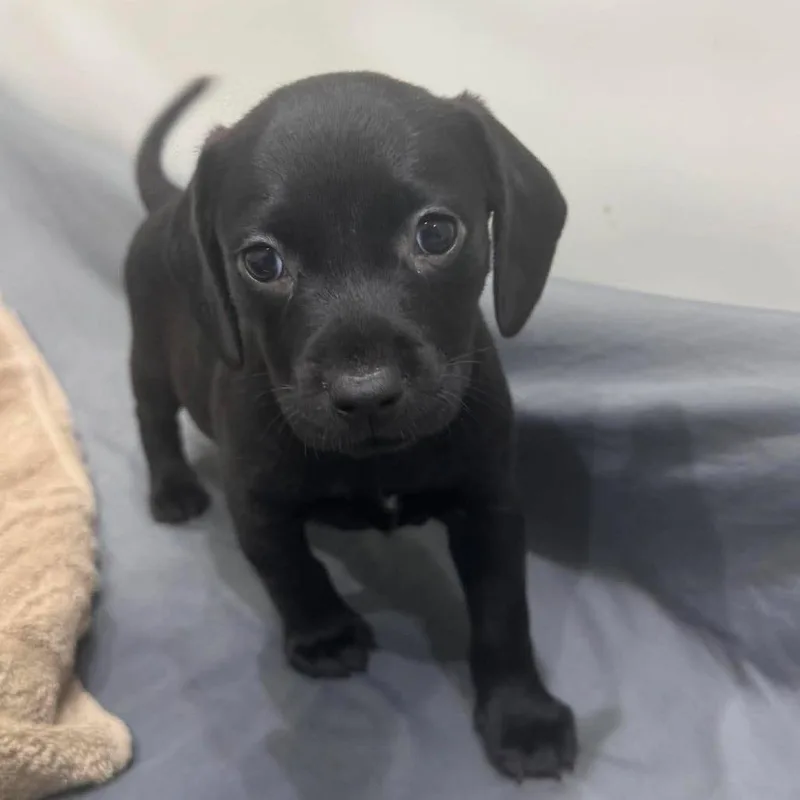 A baby small-sized male Black Mixed Breed dog named Mousse for adoption in Seminole, FL