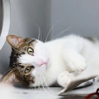 An adult small-sized male White Domestic Short Hair cat named Grizzly for adoption in Atlanta, GA