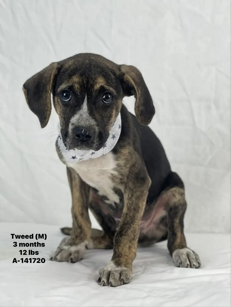 A baby medium-sized male Mixed Breed dog named Tweed for adoption in Holbrook, NY