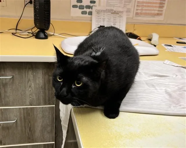 A young medium-sized female Domestic Short Hair cat named Shadow for adoption in Colorado Springs, CO