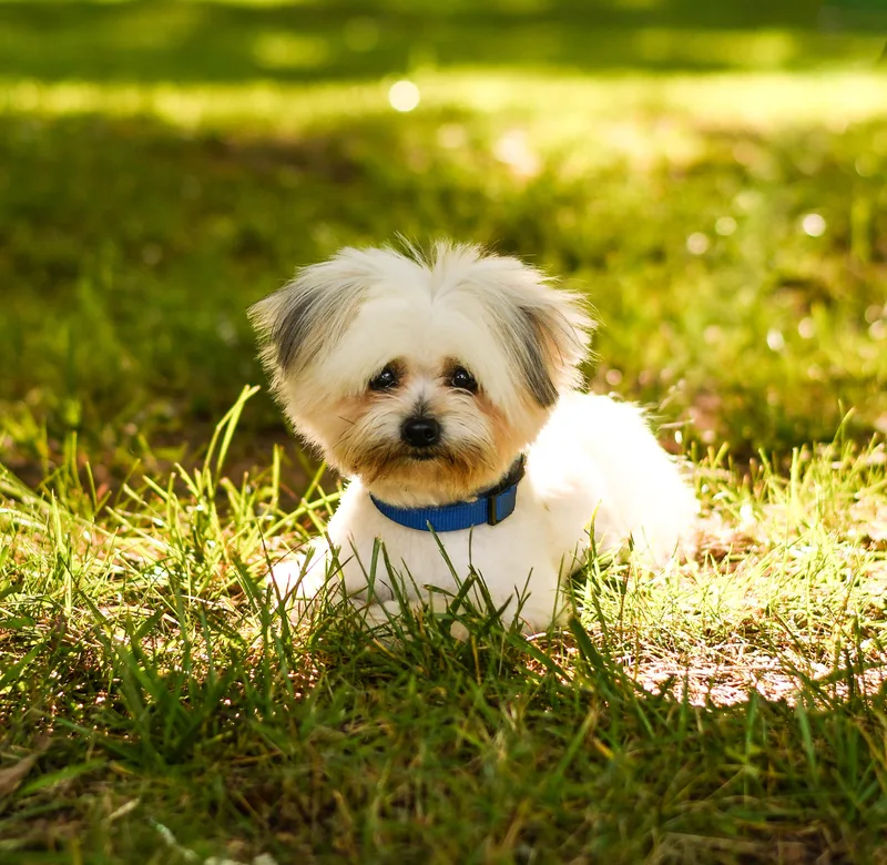 A young small-sized male Maltipoo dog named Milo for adoption in Hickory, NC
