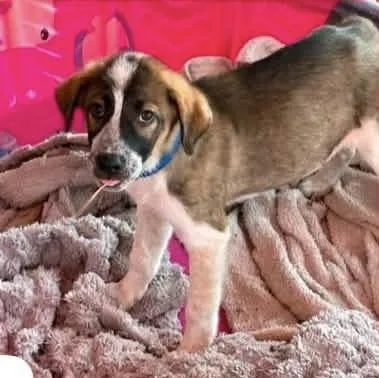 A young medium-sized male Shepherd dog named Marlon for adoption in Sun Prairie, WI